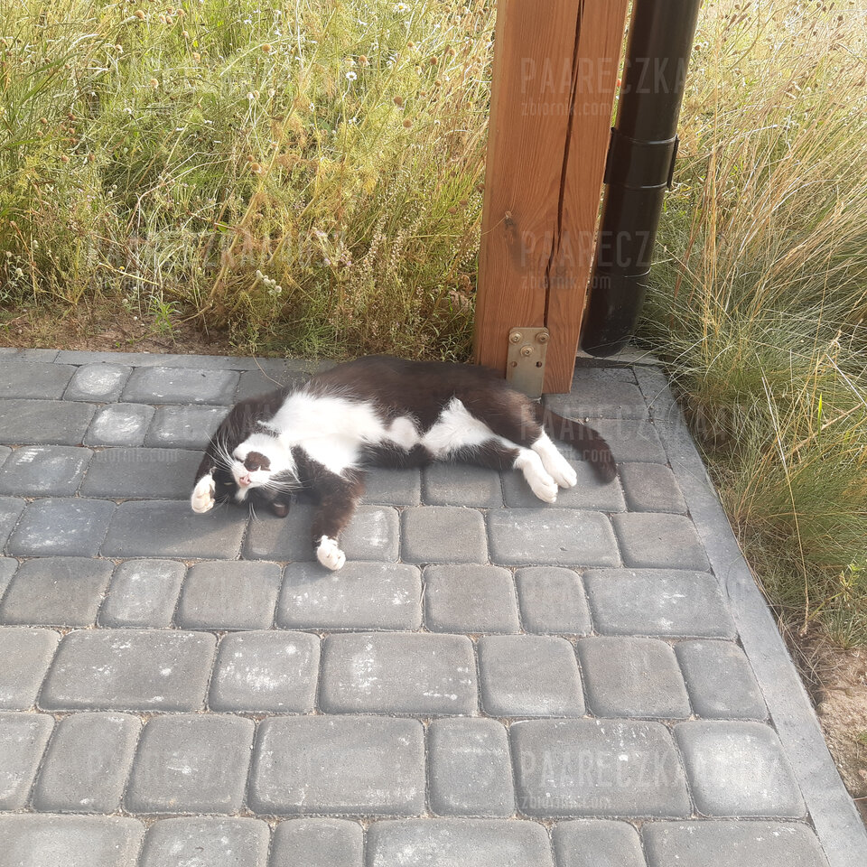 Dłużej nie wytrzymam...;)) - paareczkaa4037