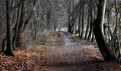 IMG_2480-1.jpg