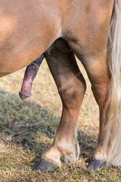 depositphotos_106706552-stock-photo-stiff-pony-penis-erection-wi