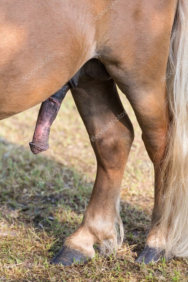 depositphotos_106706552-stock-photo-stiff-pony-penis-erection-wi - DrAlexTucakov