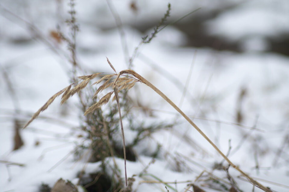 _MG_5692.jpg - EdekP