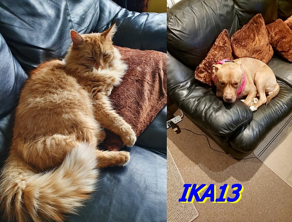 IMG-202704.jpg - ika13