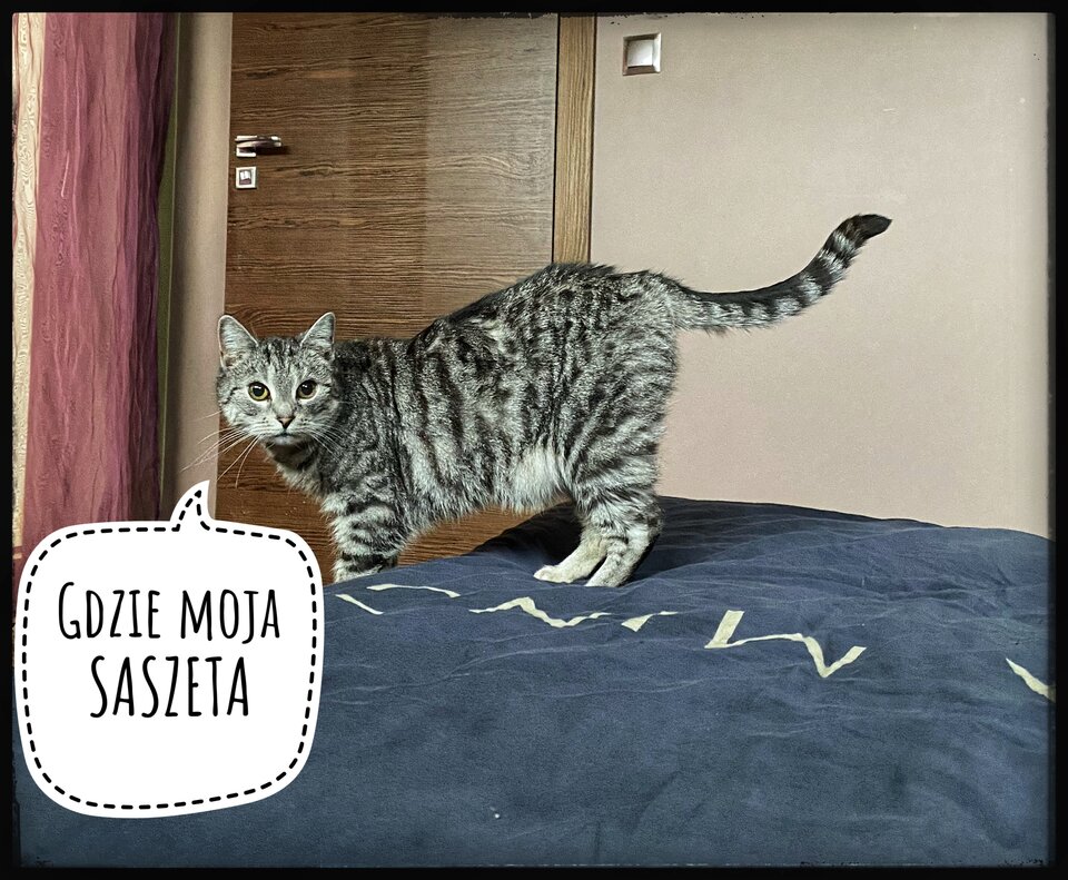 🐈‍⬛🐈🐈‍⬛🐈 - serialowapara19782