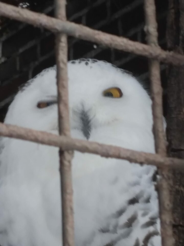 IMG-20231129-WA0054.jpg - okodemona