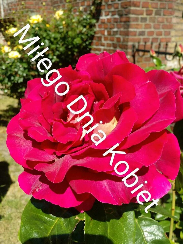 received_1516236729233862.jpeg - Petko224