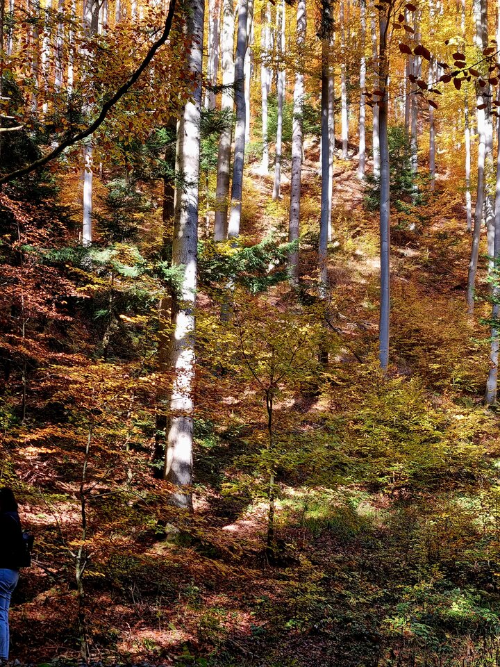 20241026_120434.jpg - zapalnik22