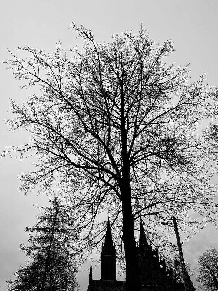 IMG_7356.jpeg - Locotoco