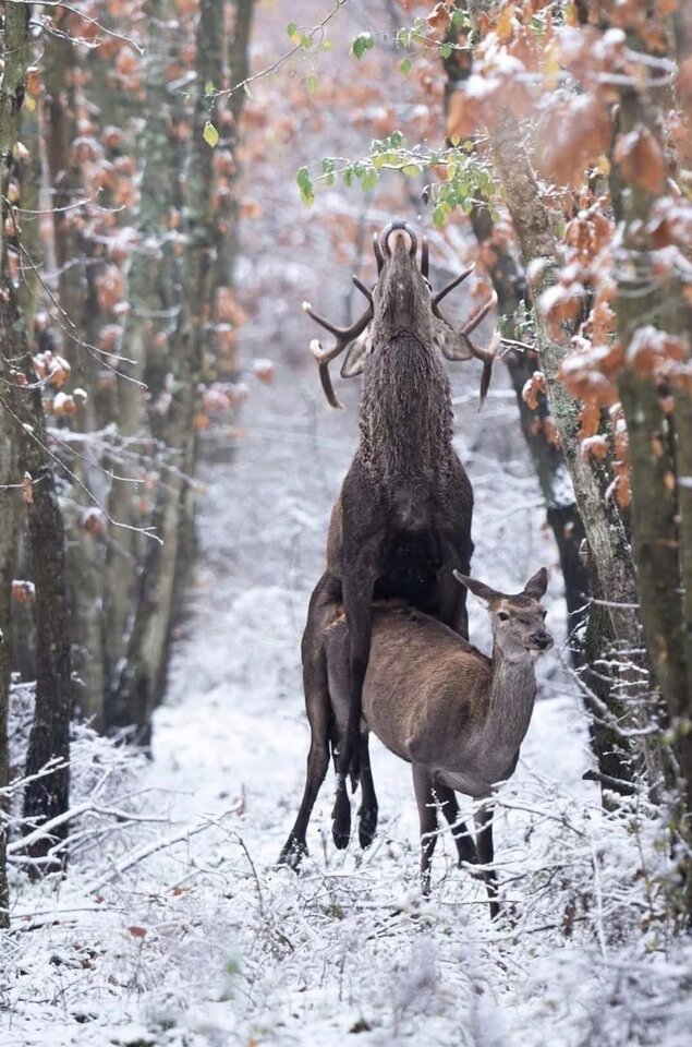 FB_IMG_1763923478760.jpg - pararealna72