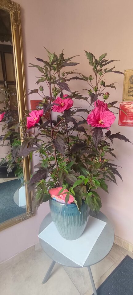 1000003725.jpg - on3611