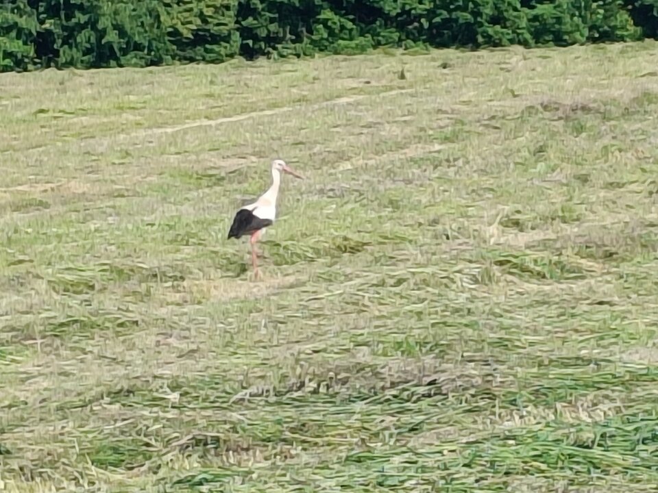 1000003041.jpg - on3611