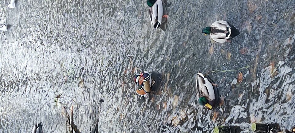 IMG_20251123_121450.jpg - edytkaandrzej