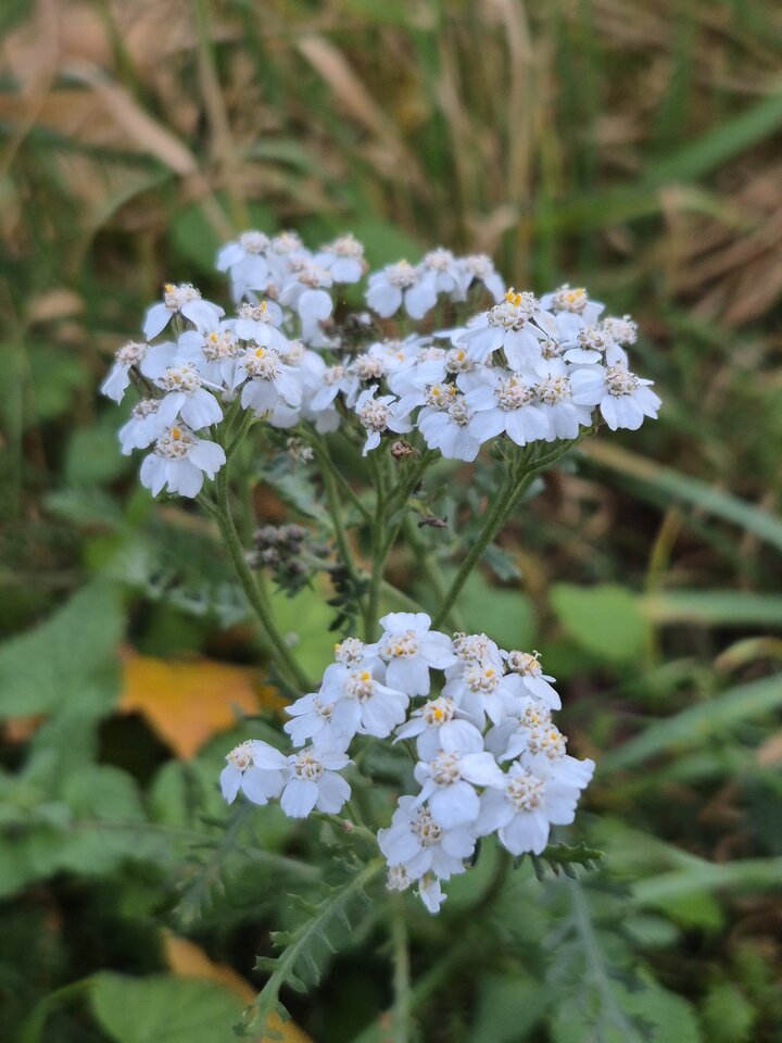 1000052273.jpg - Miniek234