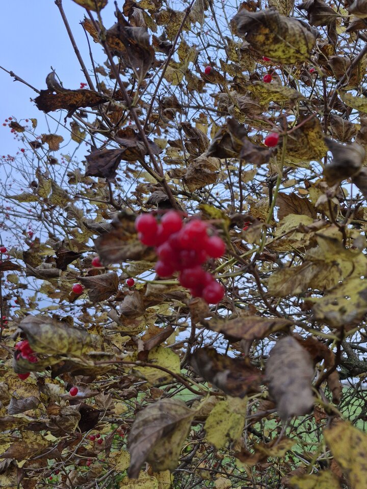 1000052269.jpg - Miniek234