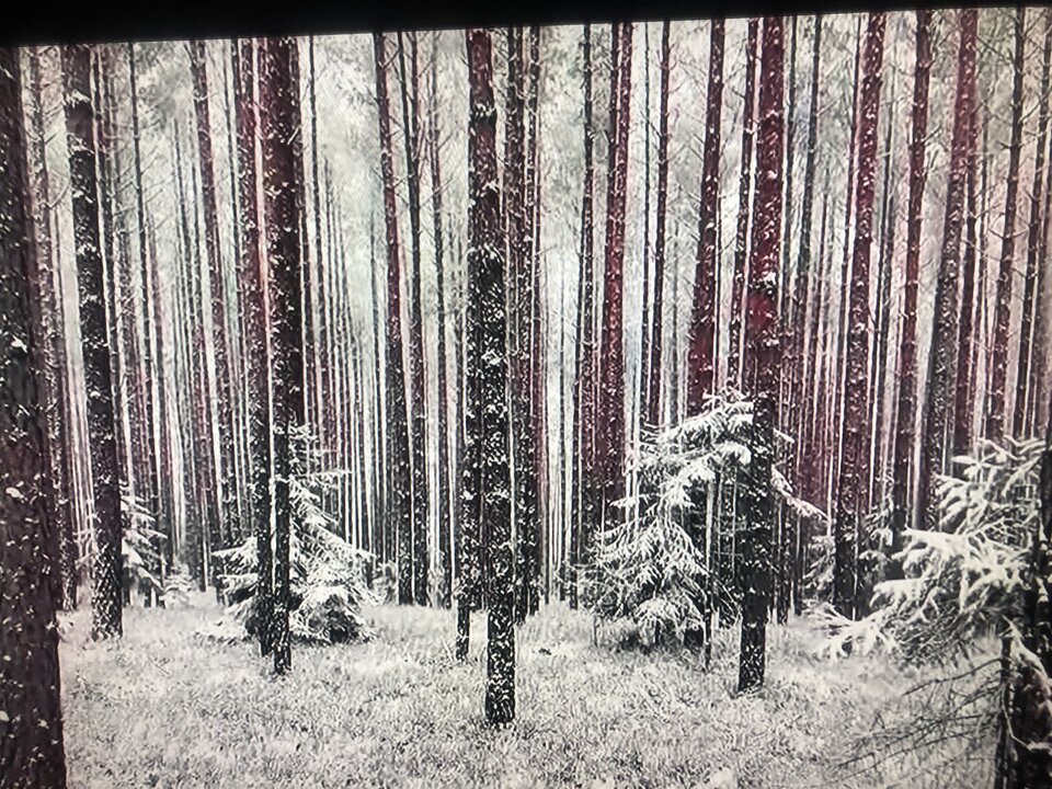 IMG_0344.jpeg - TransKitty