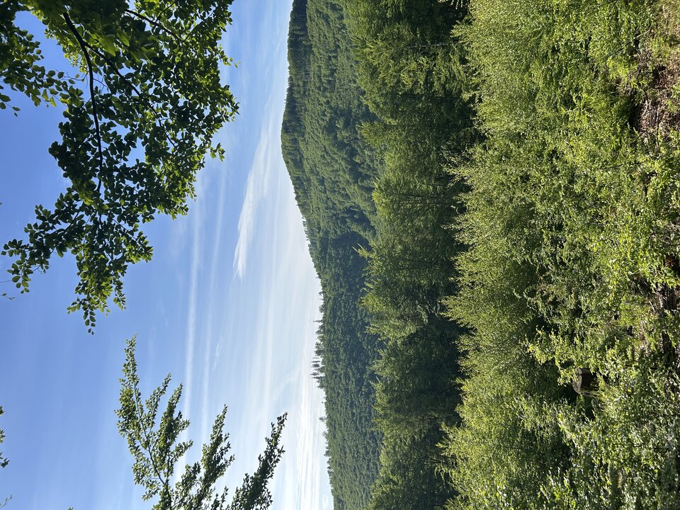 IMG_3233.jpeg - tom745