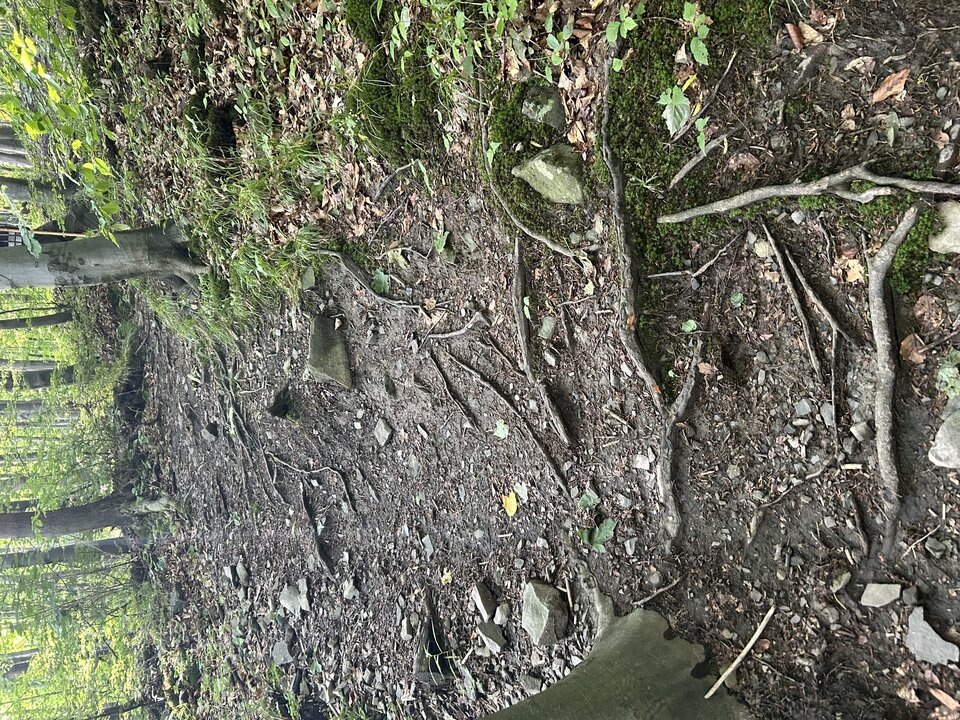 IMG_3229.jpeg - tom745