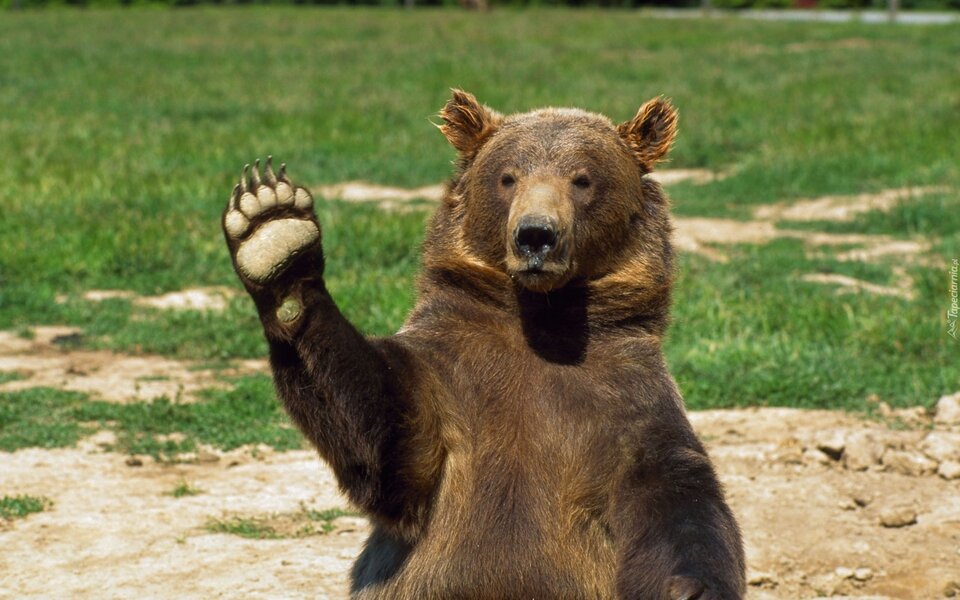 1000063723.jpg - Grizzly3005