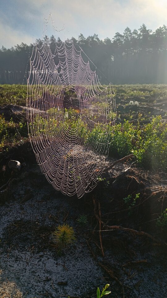Pajączek wił Swą sieć...Maleńki Robaczek W Nią Wpadł.... - BananLublin
