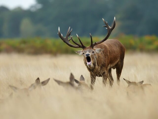 rykowisko-1601472404.jpg - furFrauen