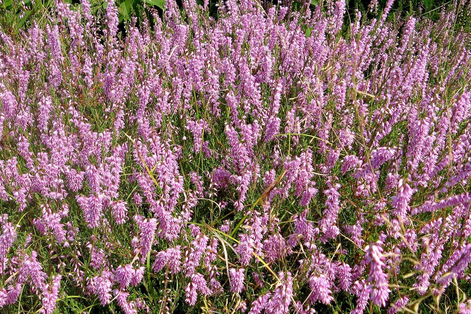 ZB-Jan-1d.jpg - Janaturyfan