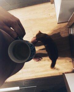 🐈 ☕️🫣