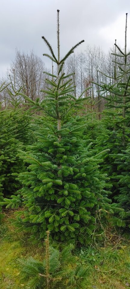 1000003520.jpg - Turkawki7285