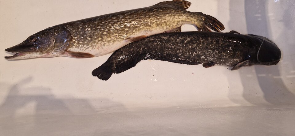 Rybka juz jest - gutek1234