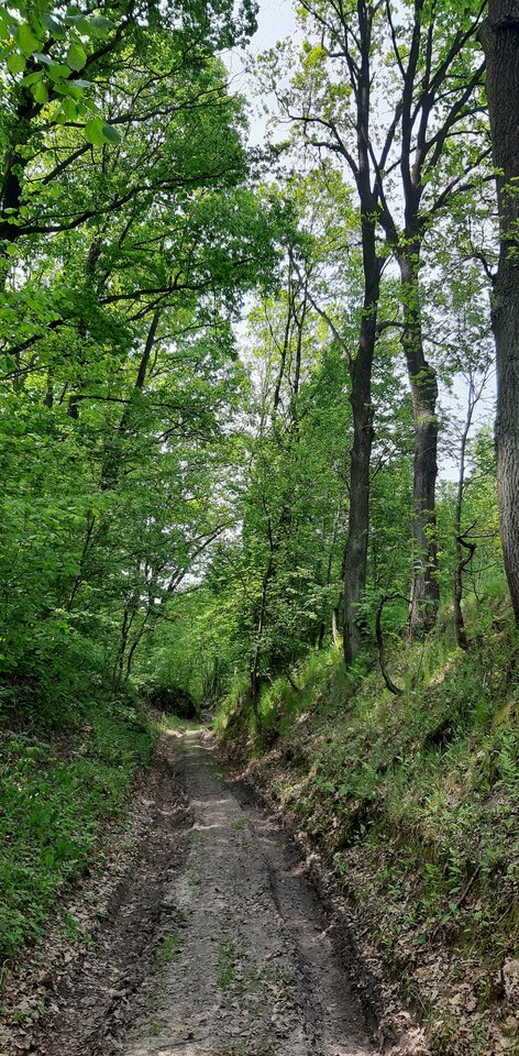 20230529_114146.jpg - bogdan4400