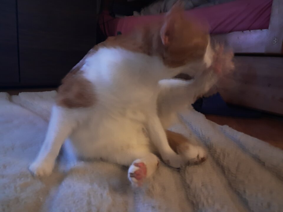 8781.jpg - LekkoPogieci