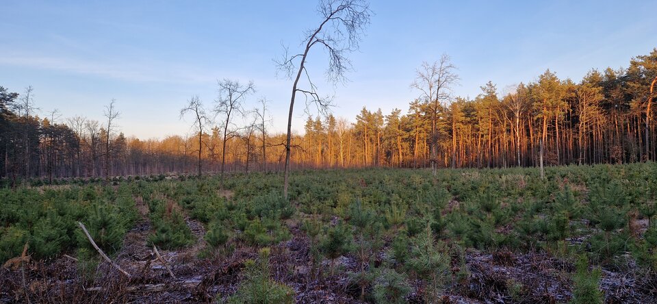 1000032998.jpg - Impulss_y