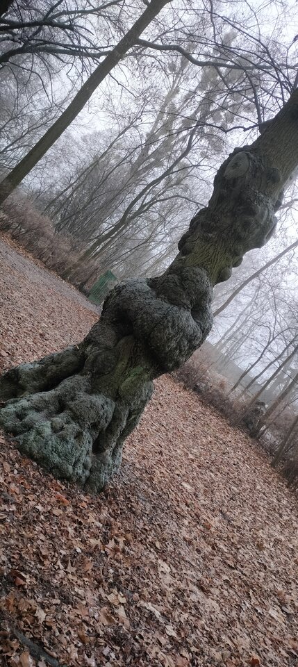 1000014433.jpg - TransKitty