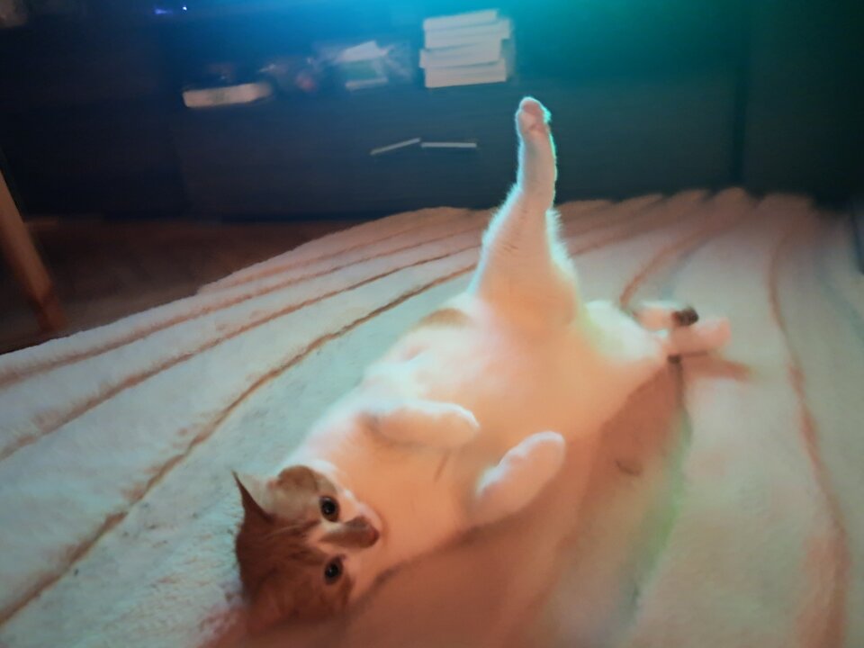 Z serii pogięty kot - LekkoPogieci