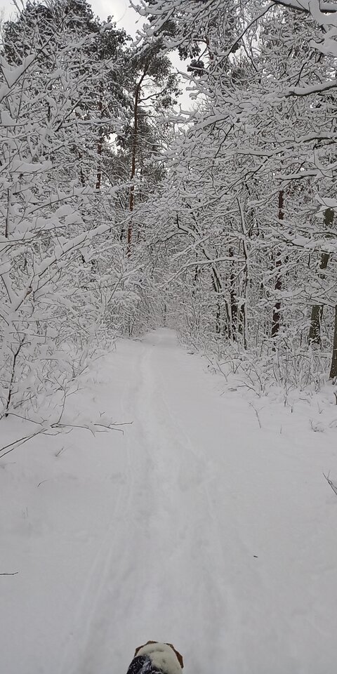 Zimowy spacer  - Beehemoth