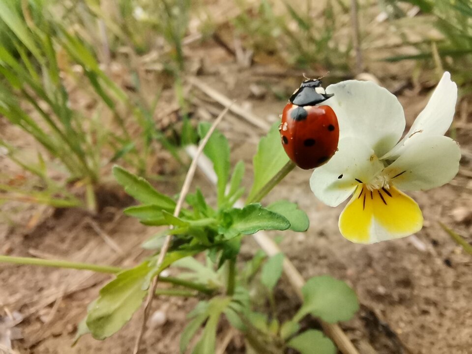 IMG_20200512_170844.jpg - fanponczoch