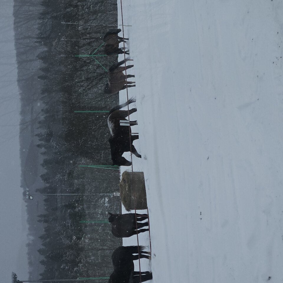 1000006879.jpg - piotrkac