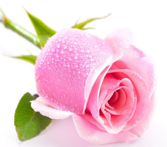 fototapety-rozowa-roza-na-bialym-tle.jpg.jpg - Cicha_ROSA