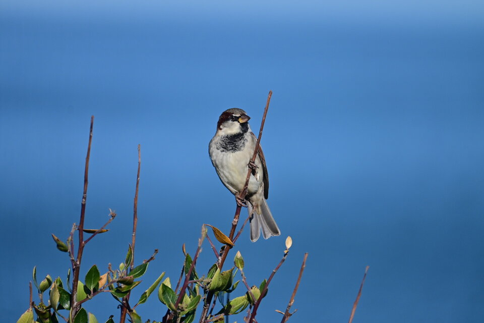 1000212941.jpg - katol666