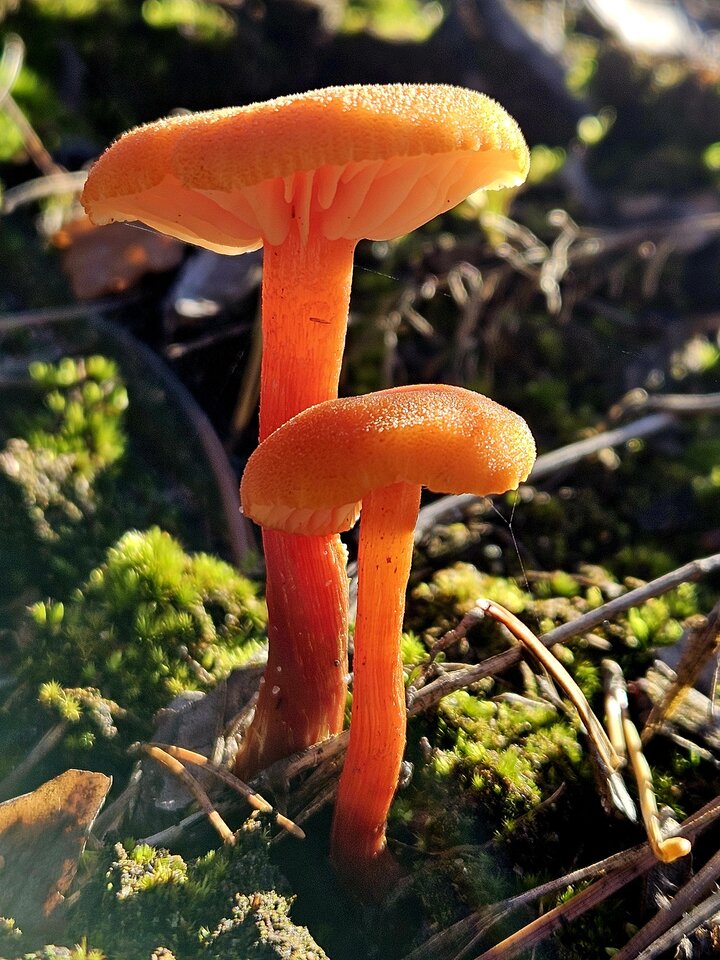 1000208777.jpg - katol666