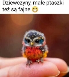 Małe ptaki też są fajne 😉
