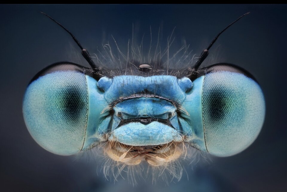 Dragonfly.jpeg - Gangamurun