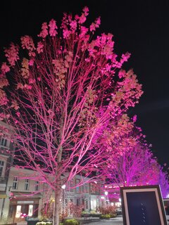 IMG_20251101_190248.jpg