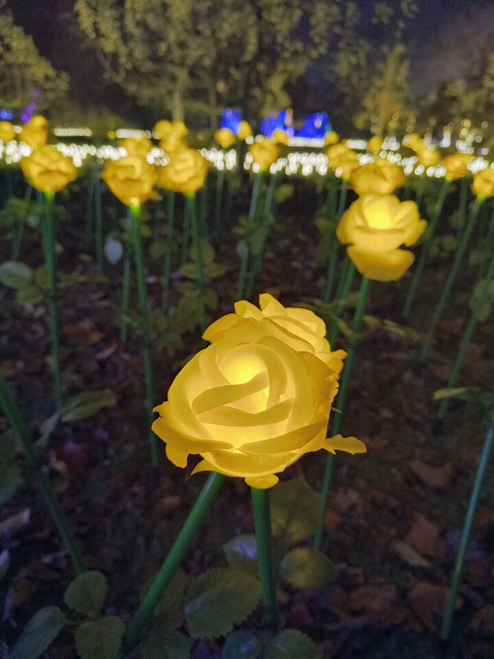 1000010779.jpg - Hedera