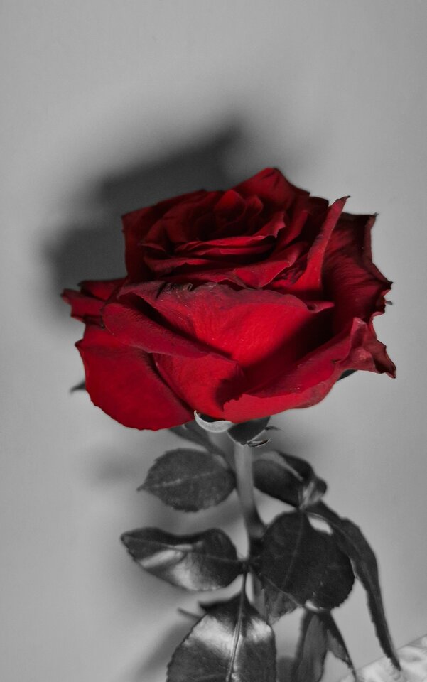 1844.jpg - Nocna_Pokusa