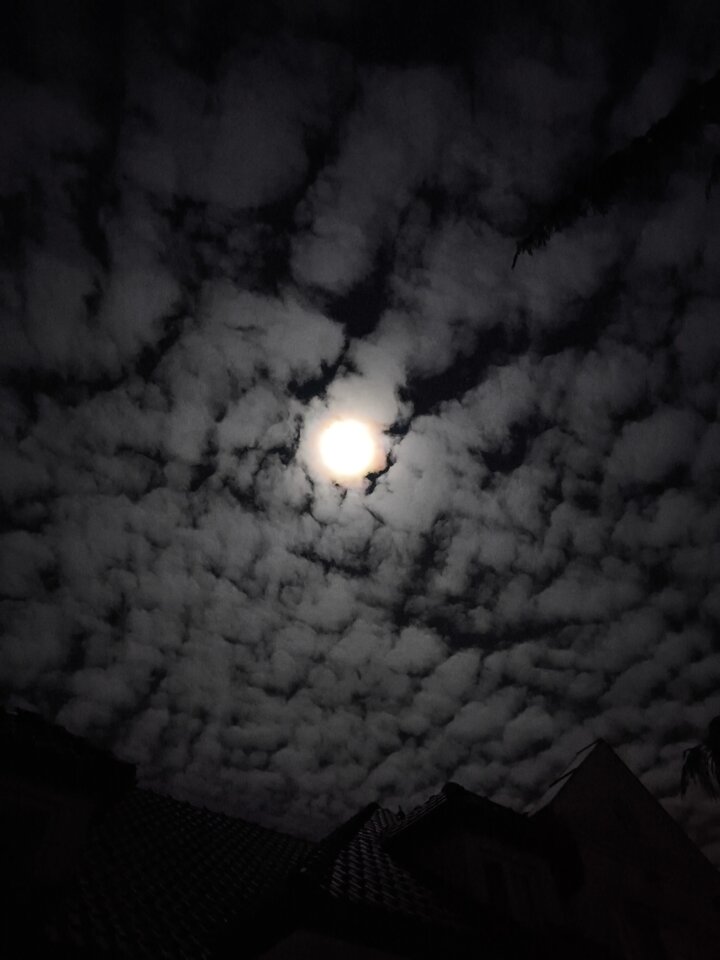 1000013316.jpg - odeon69