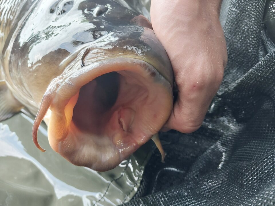 3b8158b1-519c-452f-98a8-88a7d3586719-1_all_1076.jpg - Madix12