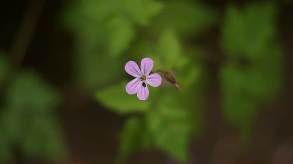 13024.jpg - Robertleszy