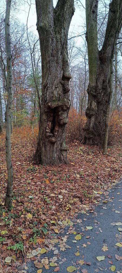 bfa8be9e-4dfc-4a2b-8c81-24a6c54ba9f8-1_all_753.jpg - Just_boy1