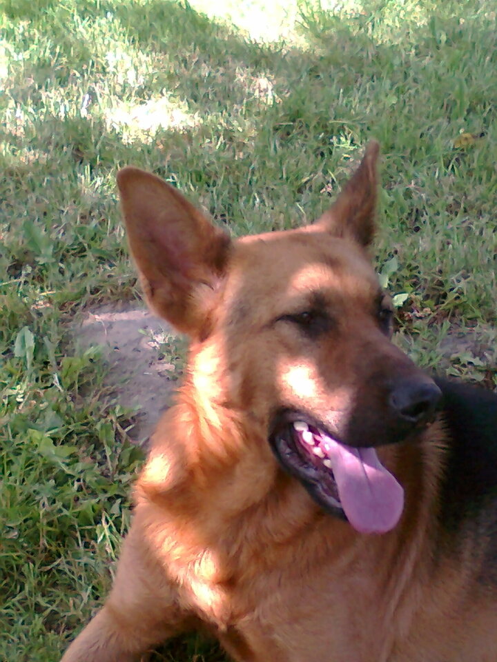 1000000897.jpg - Dziekan69